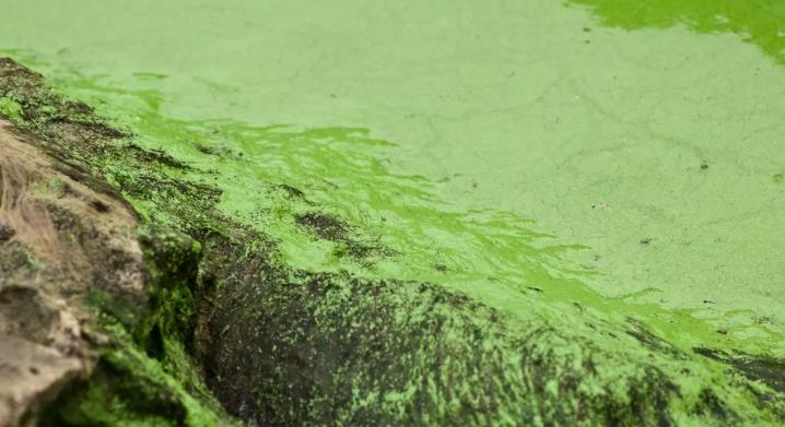 The spiritual meaning of dreaming of algae