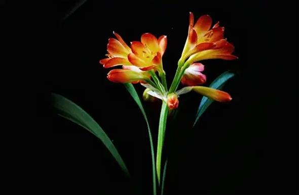 The spiritual meaning of dreaming of Clivia