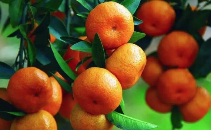 The spiritual meaning of dreaming of oranges