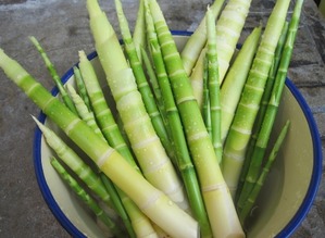 Dream of bamboo shoots in spring