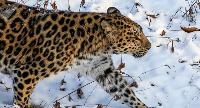dream of amur leopard
