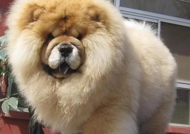 Dream of German Chow Chow