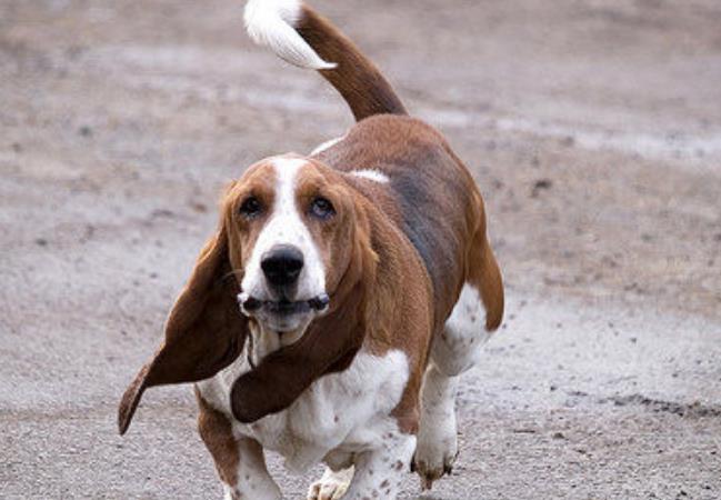 Dream of basset hound