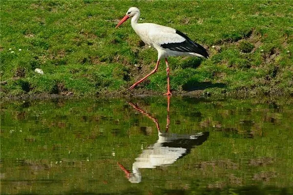 Dream of stork