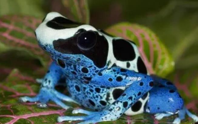 Dreaming of poisonous dart frog