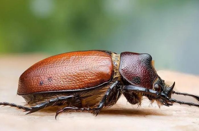 Dreaming of beetle