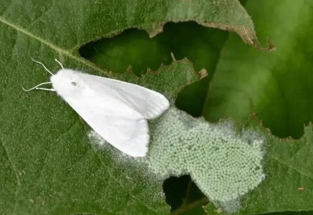 Dreaming of white moth